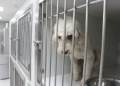 Rescates. Los perros que son rescatados se mantienen durante un tiempo enjaulados hasta que logren tener la documentación completa y poder ser puestos en adopción.