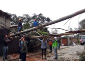 El árbol cayó sobre una vivienda y bloqueó el paso vehicular en la av. Los Conquistadores, en Guápulo, nororiente de Quito.