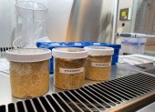 Muestra de tres tipos de miso tras la fermentación.