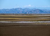 Imagen del pasto salado (Sal grass) en el delta del Río Colorado, Valle de Mexicali, Baja California, México, captada el 4 de abril de 2025.