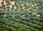 Campos de olivos en Lopera, cerca de Jaén, durante un proyecto de instalación de plantas fotovoltaicas, el 24 de marzo de 2025.