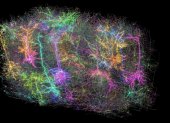 Un subconjunto de más de mil de las neuronas reconstruidas en el proyecto MICrONS. Cada una tiene un color aleatorio diferente en esta representación simbólica de lo que constituye el conjunto de datos.