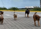 "Haz tu parte, recoge su arte”: Municipio de Quito llama a dueños de mascotas a actuar con responsabilidad