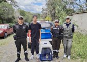 Un ciudadano fue aprehendido por presunta implicación en este delito ambiental; el espécimen rescatado recibe atención especializada.