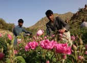 Trabajadores extranjeros cosechan rosas Damascenas (Damasco), utilizadas para producir agua y aceite de rosas, en una granja de Taif, ciudad occidental de Arabia Saudita.