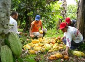 El sector cacaotero involucra a más de 138.983 productores a nivel nacional.