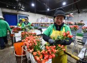 Personas trabajan seleccionando flores en el cultivo Esmeralda Farms, el 29 de abril de 2025 en el sector del Quinche (Ecuador).