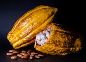 Palanda, ‘El Origen del Cacao’