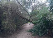 Árbol caído en la ruta ecológica del Chaquiñán, sector Churoloma. Vecinos piden mantenimiento urgente.
