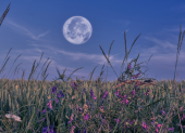 La Luna de las Flores se verá este 12 de mayo en Ecuador, coincidiendo con una microluna que la hará lucir más pequeña de lo habitual.