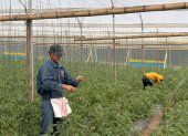 Pequeños agricultores ecuatorianos encuentran nuevas oportunidades al integrarse a cadenas de valor sostenibles.