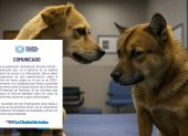 El Municipio se pronunció ante la denuncia de Rescate Animal