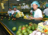 El mango está entre los principales productos no tradicionales que se venden a ese mercado.