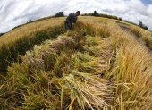 Un trabajador corta muestras de arroz en los cultivos experimentales de arroz del INIA (Instituto de Investigaciones Agropecuarias) en San Carlos, región de Ñuble, Chile, el 10 de abril de 2025.