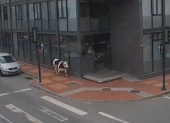 Una vaca recorre las calles del centro de Loja y entra a un edificio de oficinas, generando sorpresa entre los trabajadores.