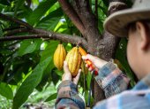 Referencial. Jóvenes de Manabí y Napo que basen sus emprendimientos en cacao pueden postular a la convocatoria del programa Empleo Agro Joven.