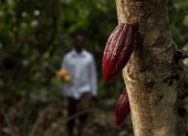 7 de julio, Día Mundial del Cacao