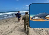 Colectivos denuncian la muerte de una ballena jorobada en el sector de Engabao.