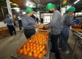 La mandarina de la variedad Tango de Ecuador que se exporta a Estados Unidos.