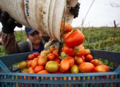 Un agricultor mexicano en una cosecha de Jitomate