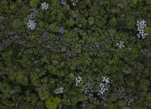 Fotografía aérea de archivo de un sector del bosque tropical Mata Atlántica, en la Reserva Tangará, en el municipio de Mauá (Brasil).