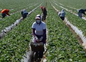 (FILES) Migrant workers harvest strawberries at a farm March 13, 2013 near Oxnard, California. - President-elect Donald Trump"s hardline immigration proposals -- including a controversial mass deportation plan -- could prove economically damaging, analysts say, with US sectors that rely heavily on foreign workers like agriculture and construction especially hard hit. Around 8.3 million unauthorized people were in the labor force in 2022, according to a recent estimate from the Pew Research Center. That was equivalent to just under five percent of the overall workforce. (Photo by Joe KLAMAR / AFP) ag-externos