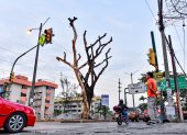 Hay todavía árboles muertos que se alzan en varias zonas de la urbe porteña.