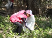 Voluntarios recogen plásticos del manglar.