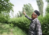 El agricultor de albaricoques tayiko Uktam Kuziev, de 72 años, recorre su jardín en la ciudad de Isfara, en el norte de Tayikistán, el 23 de mayo de 2025.