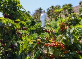 Agricultores advierten que redadas de Trump amenazan seguridad alimentaria de EEUU.