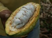 En 2024, los productores de cacao destinaron $ 25 millones para servicios de custodia y seguridad, según la Anecacao (foto referencial).