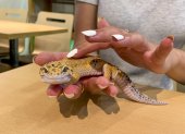 Una persona sostiene un gecko leopardo en una cafetería.