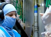 Un trabajador en una empresa de Ecuador que faena pollos.