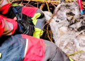 Bomberos Quito salvan a Balto un perro que quedó atrapado en zona inaccesible de San Vicente, Quito