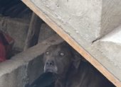 Ximena, la canina, es un retrato claro de la negligencia silenciosa que sufren muchos animales de compañía. Fue victima de maltrato junto a sus cachorros.