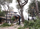 La tala fue el pasado 13 de agosto de 2025.