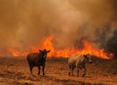 Imagen de vacas huyendo de las llamas la semana pasada durante un incendio forestal en  Portugal.