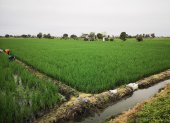 Los cultivos de arroz en Los Ríos y Guayas enfrentan el avance de la plaga sogata