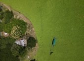 Fotografía aérea que muestra el lago Suchitlán afectado por la planta acuática Pistia Stratiotes este jueves, en Cuscatlán (El Salvador).