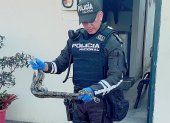 Boa rescatada en Puerto Azul por denuncia del 911.