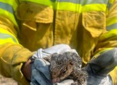 Ardilla rescatada por los bomberos.