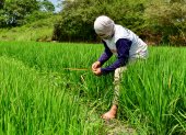 Un agricultor trabaja en su cultivo de arroz en Santa Lucía.
