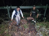Los cangrejos no pueden ser pescados ni traficados durante la veda.