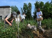 Chen Yani (der.), recoge chiles con amigas e invitadas en una granja de un espacio de convivencia femenina llamado "El Espacio Imaginativo de Keke" en Hangzhou, provincia de Zhejiang (China).