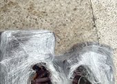 Nuevo atado de cangrejos fue decomisado en el aeropuerto de Guayaquil.