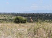 Parque. Una jirafa recorre una zona del Parque Nacional de Nairobi (el único situado en una capital en el mundo).