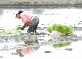 Una persona trabaja en sembrar plantas de arroz en el Guayas.