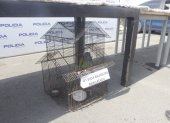 El loro cabeza azul recuperado en el operativo.