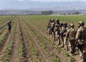 Una mujer levanta las manos mientras los oficiales de Aduanas y Protección Fronteriza extienden su línea de escaramuza hacia un campo de cultivo durante una redada de agentes federales, en Camarillo, California.
