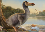 El dodo, ave de la isla de Mauricio, se extinguió a finales del siglo XVII debido a la caza y la introducción de depredadores por parte de exploradores.